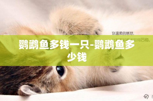 鸚鵡魚多錢一只-鸚鵡魚多少錢