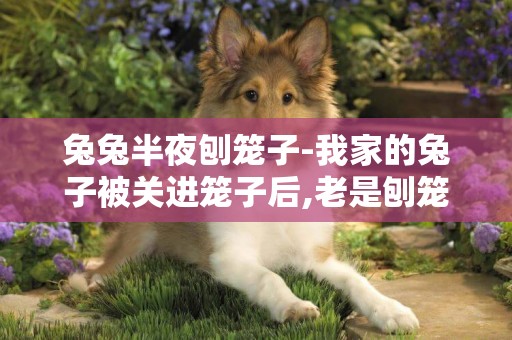 兔兔半夜刨籠子-我家的兔子被關進籠子后,老是刨籠子,怎么辦?