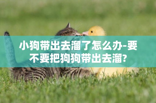 小狗帶出去溜了怎么辦-要不要把狗狗帶出去溜?