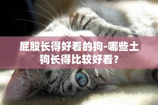 屁股長得好看的狗-哪些土狗長得比較好看？