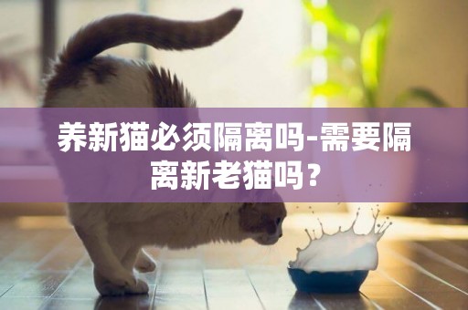 養新貓必須隔離嗎-需要隔離新老貓嗎？