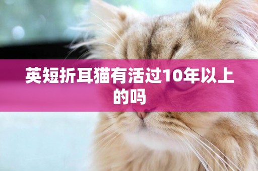 英短折耳貓有活過10年以上的嗎