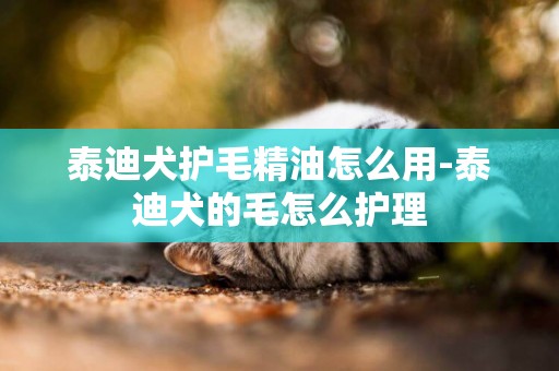 泰迪犬護毛精油怎么用-泰迪犬的毛怎么護理
