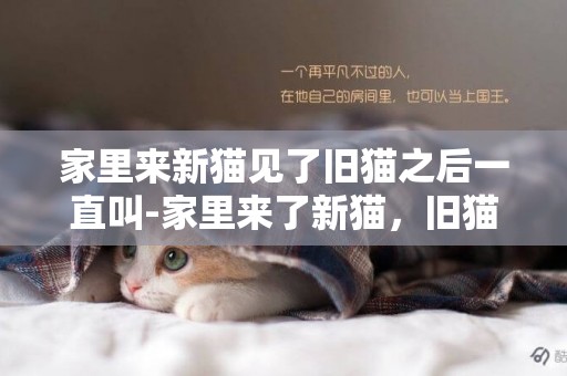 家里來新貓見了舊貓之后一直叫-家里來了新貓，舊貓恨我了怎么辦。。。
