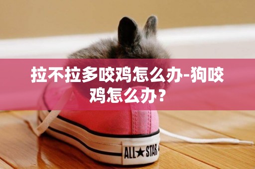 拉不拉多咬雞怎么辦-狗咬雞怎么辦？