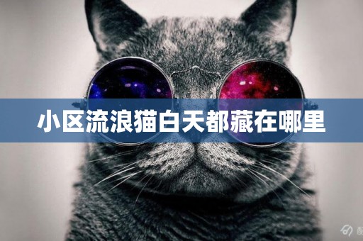 小區流浪貓白天都藏在哪里