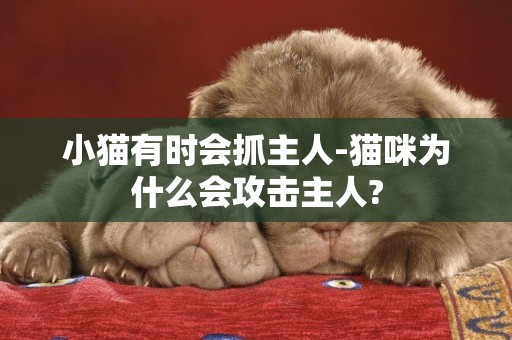 小貓有時會抓主人-貓咪為什么會攻擊主人?