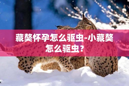 藏獒懷孕怎么驅蟲-小藏獒怎么驅蟲？