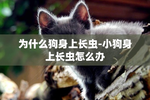 為什么狗身上長蟲-小狗身上長蟲怎么辦