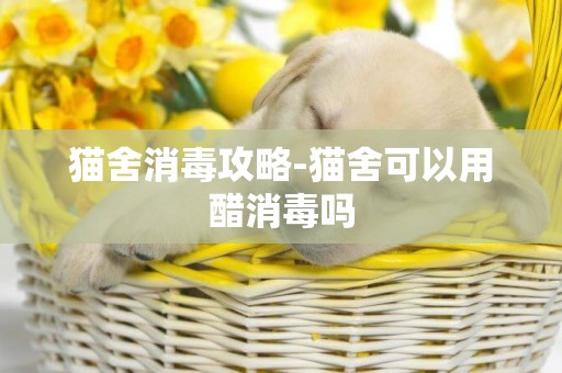 貓舍消毒攻略-貓舍可以用醋消毒嗎