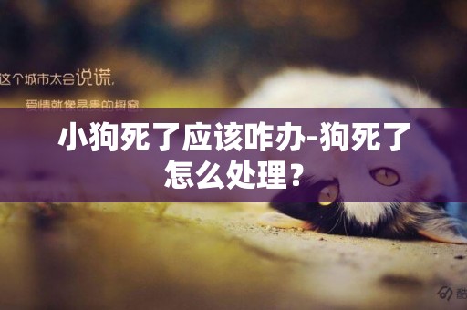 小狗死了應該咋辦-狗死了怎么處理？