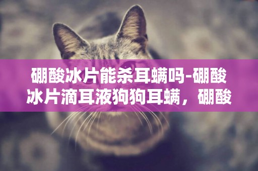 硼酸冰片能殺耳螨嗎-硼酸冰片滴耳液狗狗耳螨，硼酸冰片滴耳液殺狗耳螨嗎