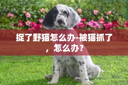 捉了野貓怎么辦-被貓抓了，怎么辦？