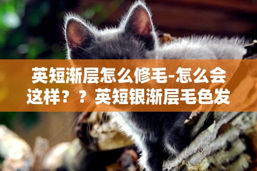 英短漸層怎么修毛-怎么會這樣？？英短銀漸層毛色發黃，英短銀漸層貓毛變黃了
