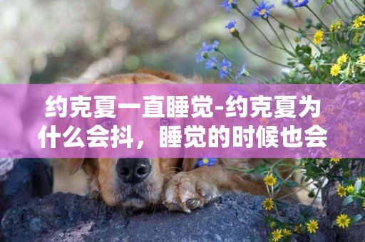 約克夏一直睡覺-約克夏為什么會抖，睡覺的時候也會，