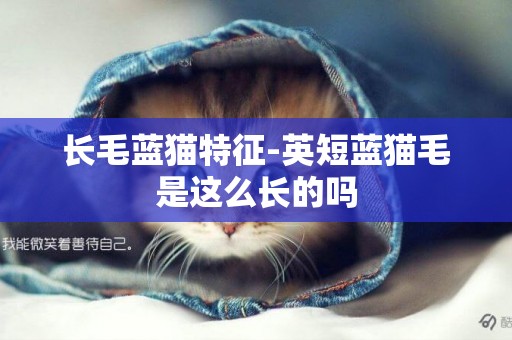 長毛藍貓特征-英短藍貓毛是這么長的嗎
