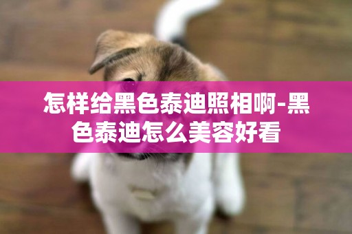 怎樣給黑色泰迪照相啊-黑色泰迪怎么美容好看
