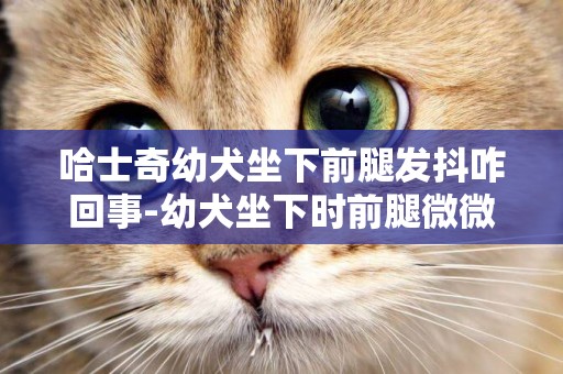 哈士奇幼犬坐下前腿發抖咋回事-幼犬坐下時前腿微微發抖