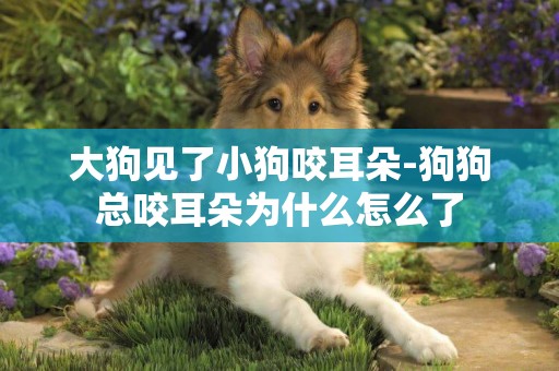 大狗見了小狗咬耳朵-狗狗總咬耳朵為什么怎么了