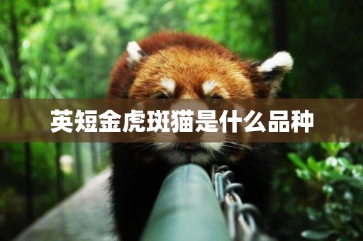 英短金虎斑貓是什么品種