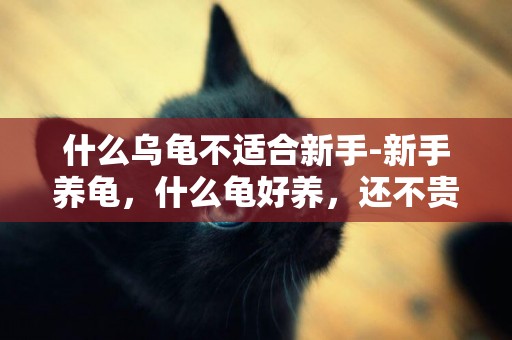 什么烏龜不適合新手-新手養龜，什么龜好養，還不貴