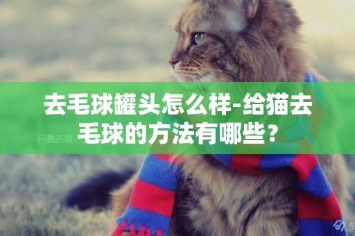 去毛球罐頭怎么樣-給貓去毛球的方法有哪些？