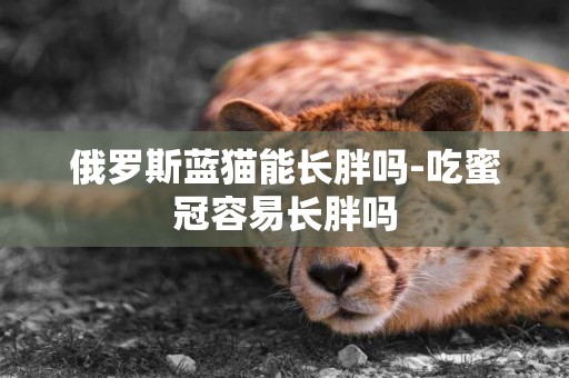 俄羅斯藍貓能長胖嗎-吃蜜冠容易長胖嗎