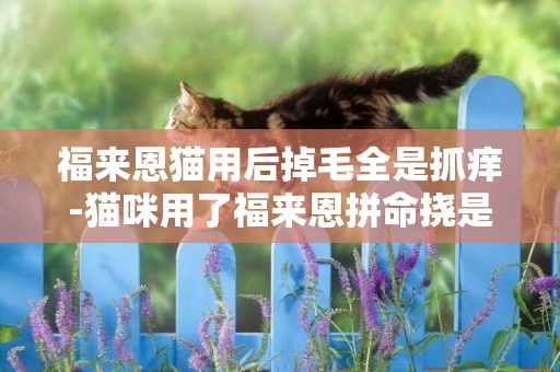 福來恩貓用后掉毛全是抓癢-貓咪用了福來恩拼命撓是怎么回事？