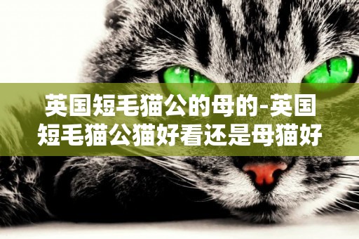 英國短毛貓公的母的-英國短毛貓公貓好看還是母貓好看？