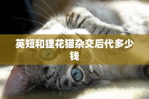 英短和貍花貓雜交后代多少錢