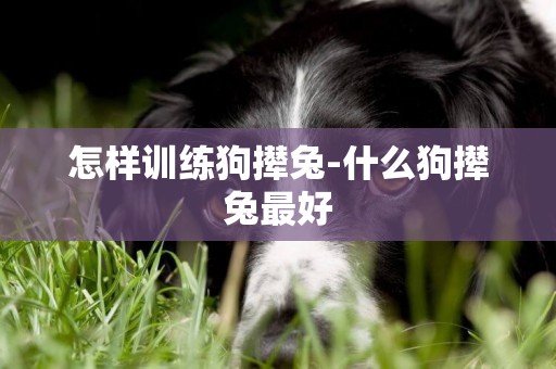 怎樣訓練狗攆兔-什么狗攆兔最好