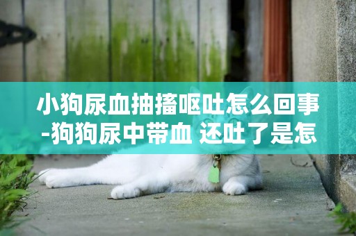 小狗尿血抽搐嘔吐怎么回事-狗狗尿中帶血 還吐了是怎么回事？