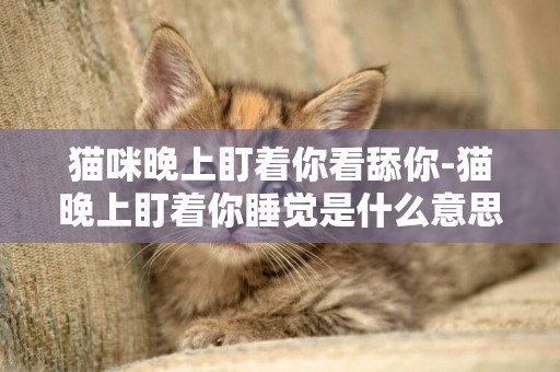 貓咪晚上盯著你看舔你-貓晚上盯著你睡覺是什么意思？