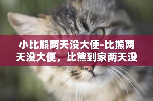 小比熊兩天沒大便-比熊兩天沒大便，比熊到家兩天沒解大便