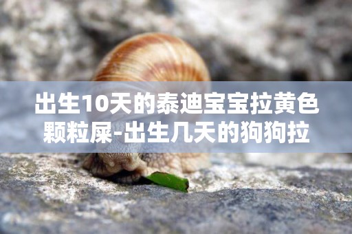 出生10天的泰迪寶寶拉黃色顆粒屎-出生幾天的狗狗拉一粒一粒黃色的屎，這個是正常的嗎，是著涼還是消化