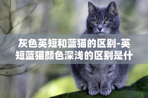灰色英短和藍貓的區別-英短藍貓顏色深淺的區別是什么？