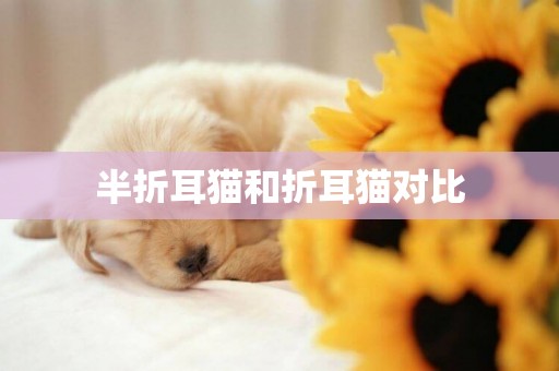 半折耳貓和折耳貓對比