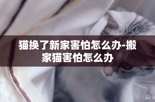 貓換了新家害怕怎么辦-搬家貓害怕怎么辦