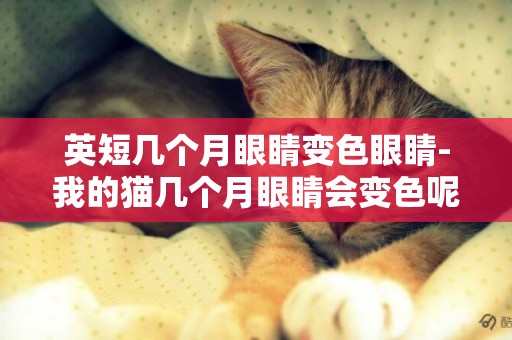 英短幾個月眼睛變色眼睛-我的貓幾個月眼睛會變色呢？