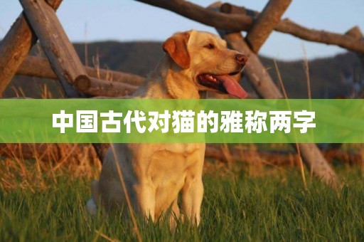 中國古代對貓的雅稱兩字