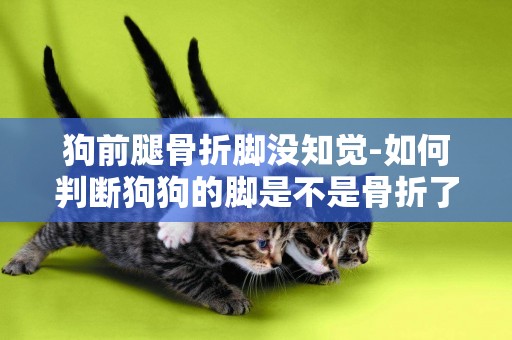 狗前腿骨折腳沒知覺-如何判斷狗狗的腳是不是骨折了？