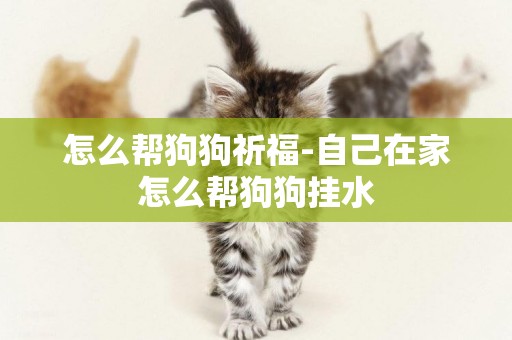 怎么幫狗狗祈福-自己在家怎么幫狗狗掛水