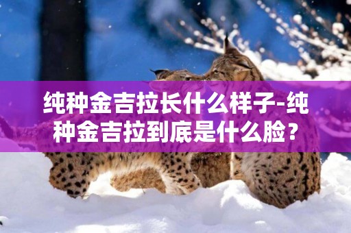 純種金吉拉長什么樣子-純種金吉拉到底是什么臉？