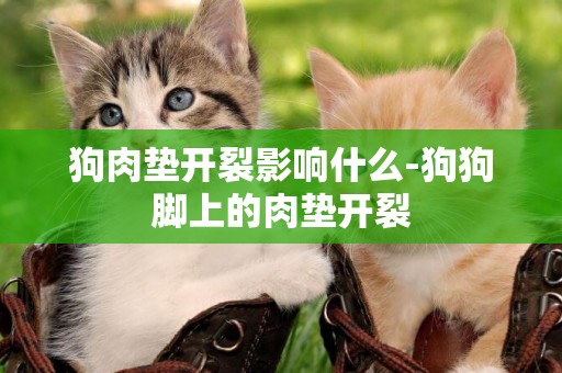 狗肉墊開裂影響什么-狗狗腳上的肉墊開裂