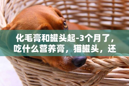 化毛膏和罐頭起-3個月了，吃什么營養膏，貓罐頭，還有化毛膏比較好