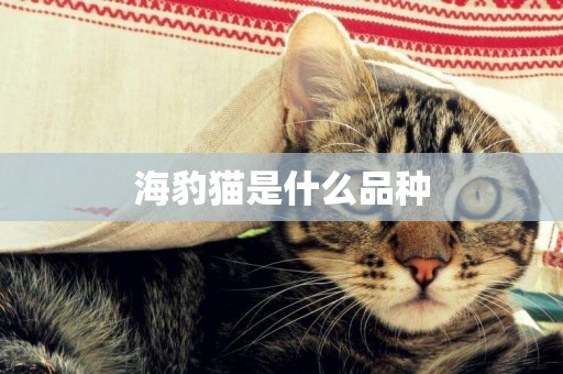 海豹貓是什么品種