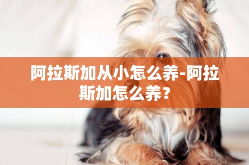 阿拉斯加從小怎么養-阿拉斯加怎么養？