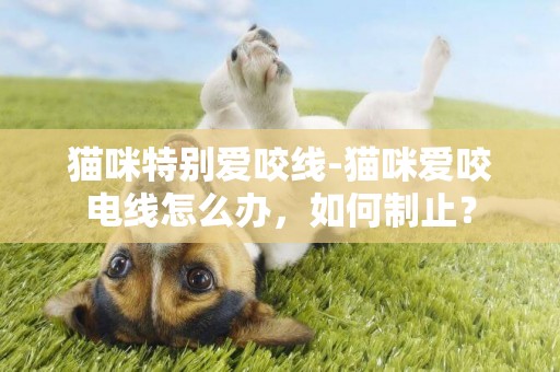貓咪特別愛咬線-貓咪愛咬電線怎么辦，如何制止？