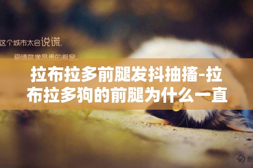 拉布拉多前腿發抖抽搐-拉布拉多狗的前腿為什么一直抖擻