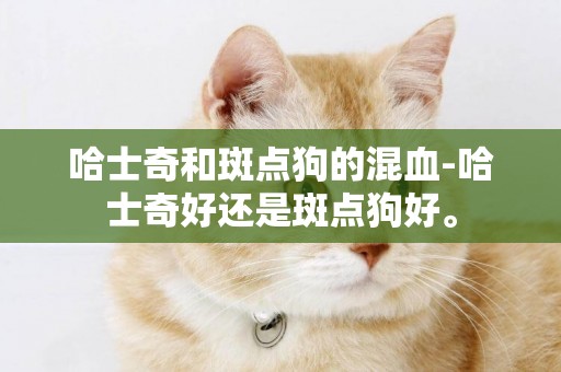 哈士奇和斑點狗的混血-哈士奇好還是斑點狗好。